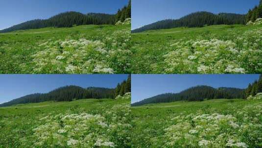 新疆赛里木湖草原鲜花绽放自然风光高清在线视频素材下载