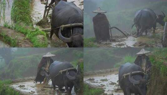 农民戴斗笠在雨中牵牛耕地高清在线视频素材下载