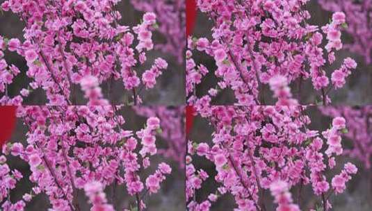 沕沕水生态风景区 梅花 粉色 植物 景色高清在线视频素材下载