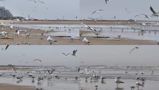 海边海鸥与海浪及港口景象高清在线视频素材下载