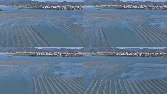 生蚝海上养殖场壮观景象高清在线视频素材下载