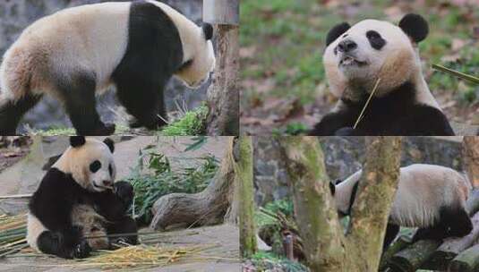 （28组）熊猫大熊猫吃竹子竹笋嬉戏玩闹合集高清在线视频素材下载