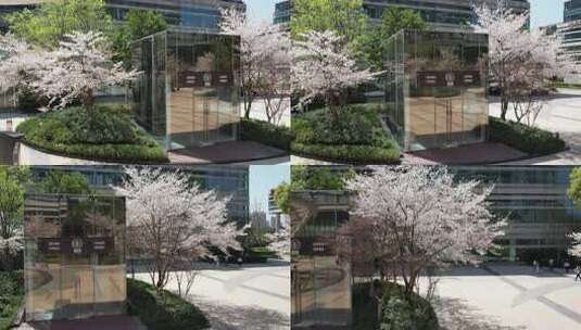 春日的安徽省合肥市置地广场星光荟樱花风光高清在线视频素材下载