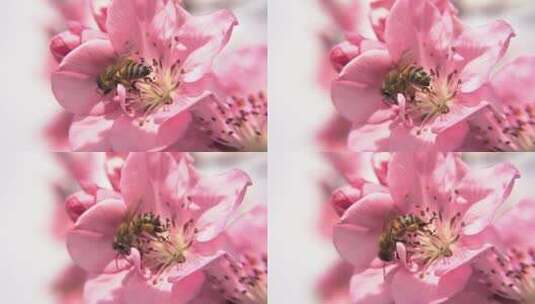 蜜蜂采蜜特写高清在线视频素材下载