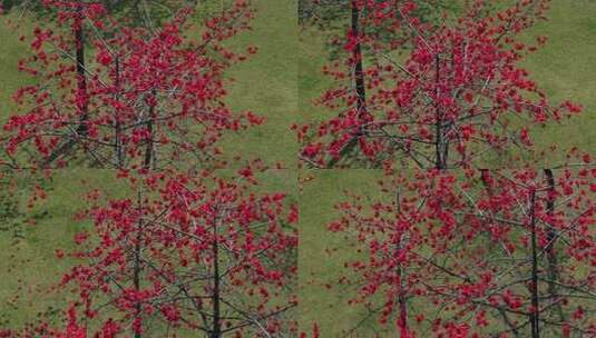 盛开的红色木棉花特写高清在线视频素材下载