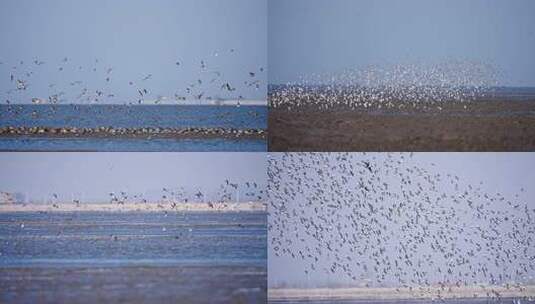 辽宁丹东东港鸟浪候鸟迁徙合集高清在线视频素材下载