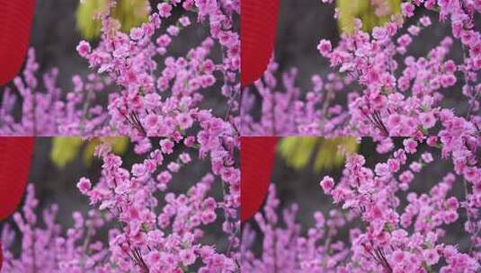 沕沕水生态风景区 梅花 粉色 植物 景色高清在线视频素材下载