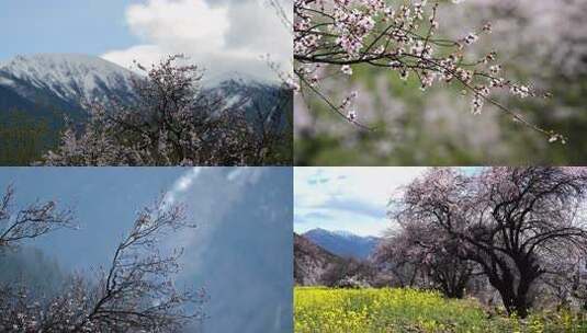 林芝·嘎拉·桃花·延时摄影高清在线视频素材下载