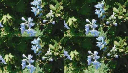 温柔的蓝色花朵绽放高清在线视频素材下载