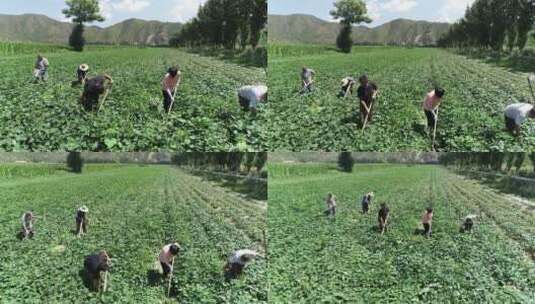 航拍农村多个农民种地除草高清在线视频素材下载