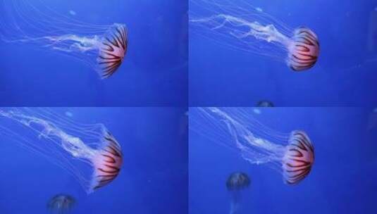 水族馆里在水下游泳的水母高清在线视频素材下载