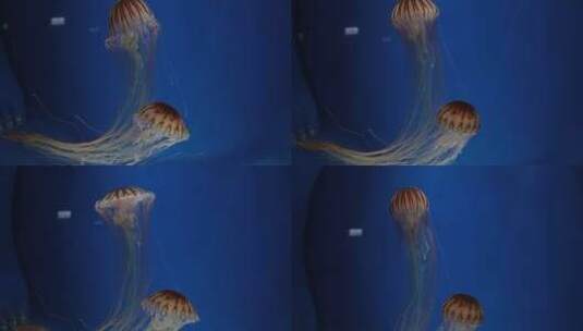 水族馆里的水母高清在线视频素材下载