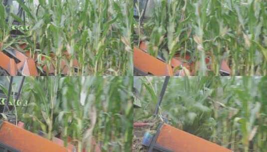 玉米收割高清在线视频素材下载