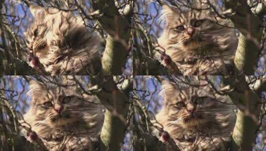 树上的虎斑猫在四处张望高清在线视频素材下载