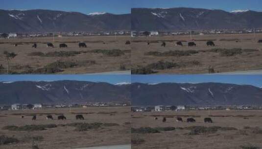 大理香格里拉路边吃草的牦牛高清在线视频素材下载