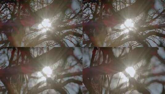 阳光穿过大树高清在线视频素材下载