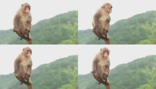 日本猴子在雨中高清在线视频素材下载