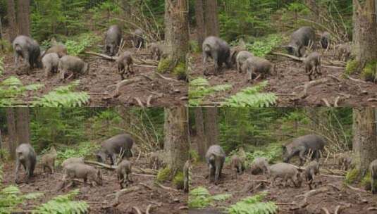 野猪在森林里吃草高清在线视频素材下载
