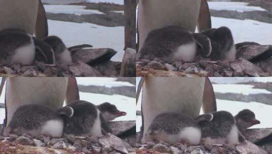 小企鹅在南极洲高清在线视频素材下载