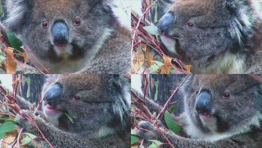 考拉熊啃食桉树叶的特写镜头高清在线视频素材下载
