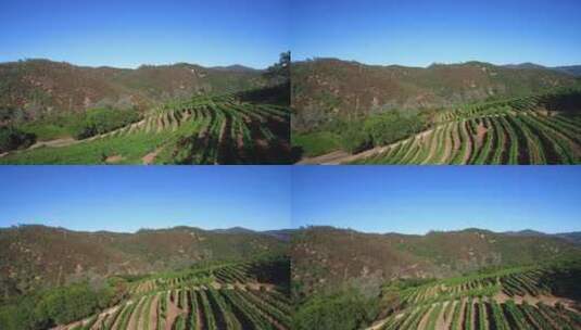山坡上的葡萄树高清在线视频素材下载