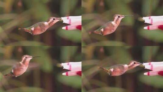 小鸟在觅食高清在线视频素材下载