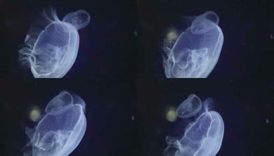 水母的游动高清在线视频素材下载