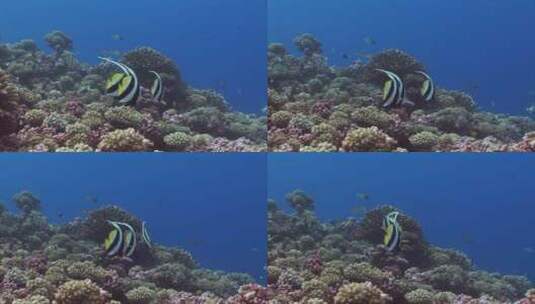 海底珊瑚礁上游动的横幅鱼高清在线视频素材下载