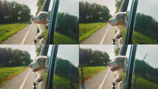 牧羊犬从车窗往外看高清在线视频素材下载