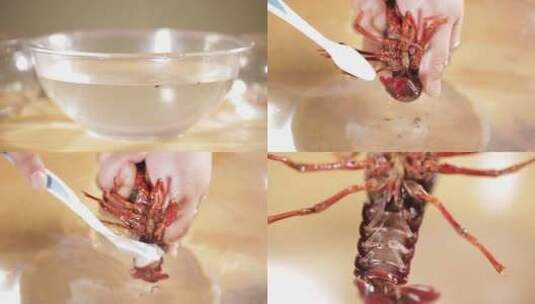 【镜头合集】牙刷清洗刷洗小龙虾高清在线视频素材下载