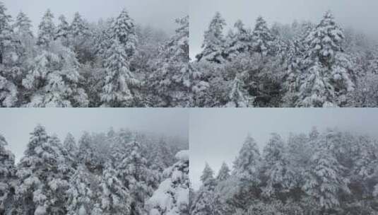 航拍湖北神农架冬季冬天冰雪雪松雪景高清在线视频素材下载