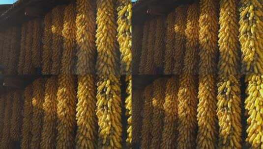 丰收的包谷视频秋季乡下农家晾晒金色玉米高清在线视频素材下载