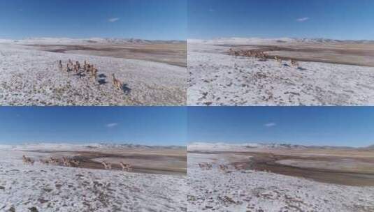 高原雪景奔跑的野驴高清在线视频素材下载