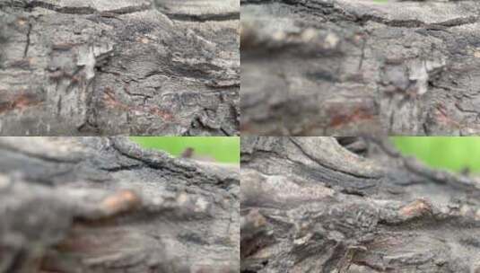树皮粗糙表皮树木植物桃树桃胶高清在线视频素材下载
