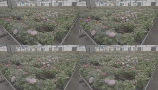 温室花卉育苗LOG高清在线视频素材下载