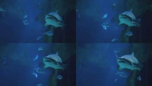 大白鲨高清在线视频素材下载