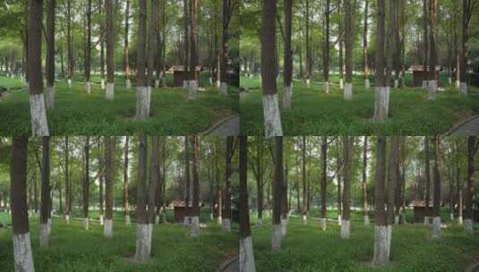 杭州江干区世纪花园公园视频高清在线视频素材下载