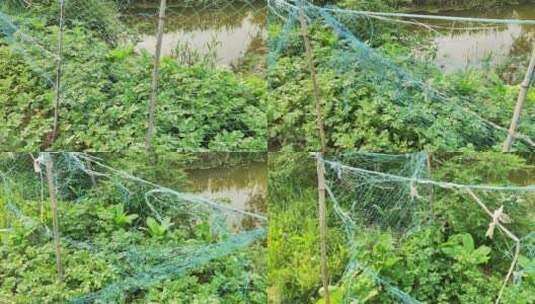 疫情城市农村街道菜园春天绿色植物高清在线视频素材下载