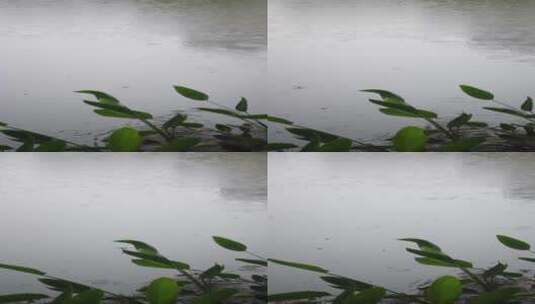 下雨天雨水滴落在池塘高清在线视频素材下载