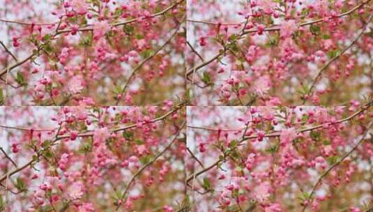 春天盛开的海棠高清在线视频素材下载