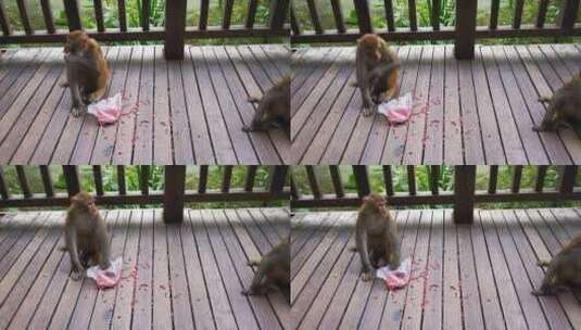 实拍动物园猴子高清在线视频素材下载