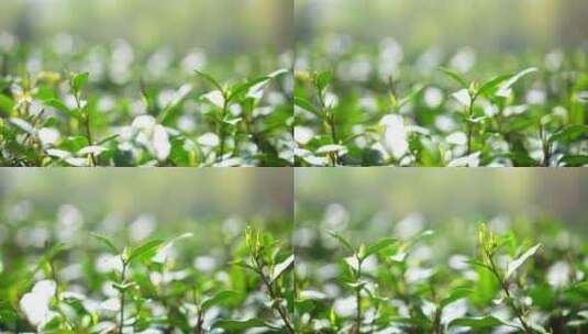 春天万物复苏长势喜人的茶园地里的绿色茶叶高清在线视频素材下载