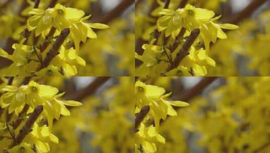 【镜头合集】北京植物园迎春花微距特写高清在线视频素材下载