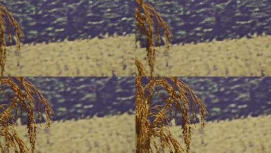 水稻一束稻谷大米高清在线视频素材下载