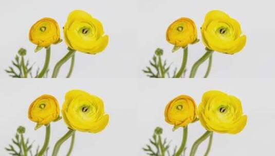 黄色的花毛茛特写 花朵绽放的延时高清在线视频素材下载