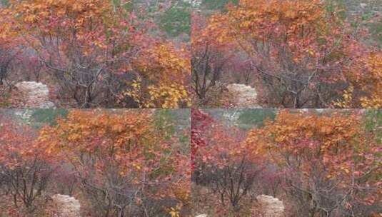 济南南部山区天井峪村红叶满山高清在线视频素材下载