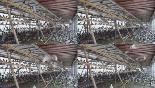 鸽子肉鸽养殖场高清在线视频素材下载