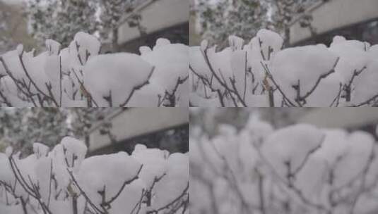 4K实拍｜雪后风景高清在线视频素材下载