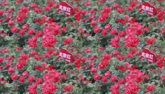 月季花特写高清在线视频素材下载