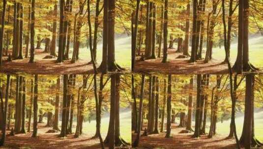 秋天森林里阳光明媚的一天高清在线视频素材下载